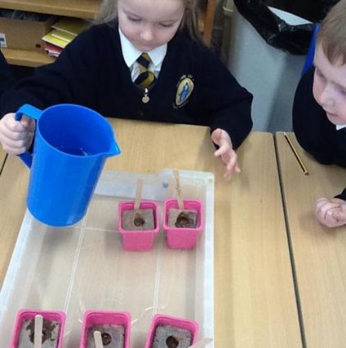 This week we have been looking at plants and now we are growing some cress